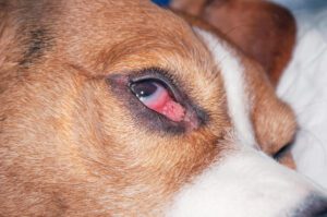 Growth on Dog Eye All Questions Answered