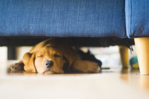 Nicotinamide Mononucleotide (NMN) for Dogs: What You Need to Know