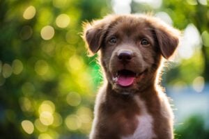 Vitamin D3 for Dogs