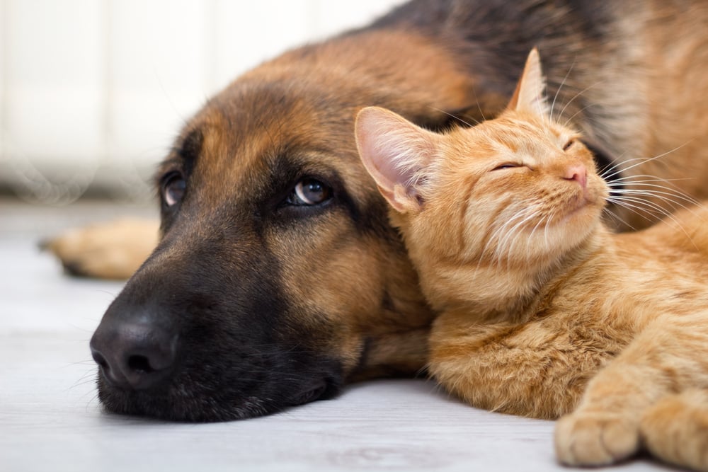 cat and dog cuddling together
