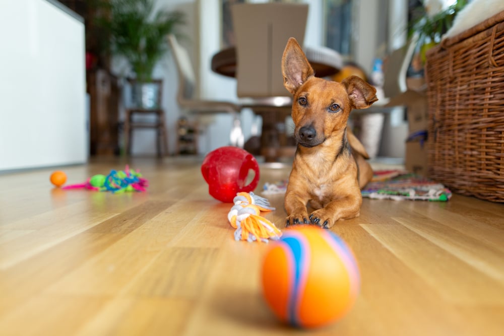Puppy playing with Pupjoy toys