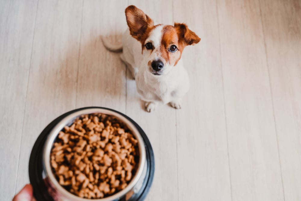 cost of dog food