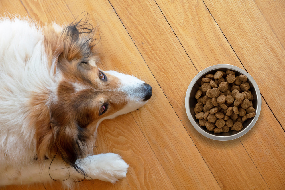 cost of dog food in u.s.