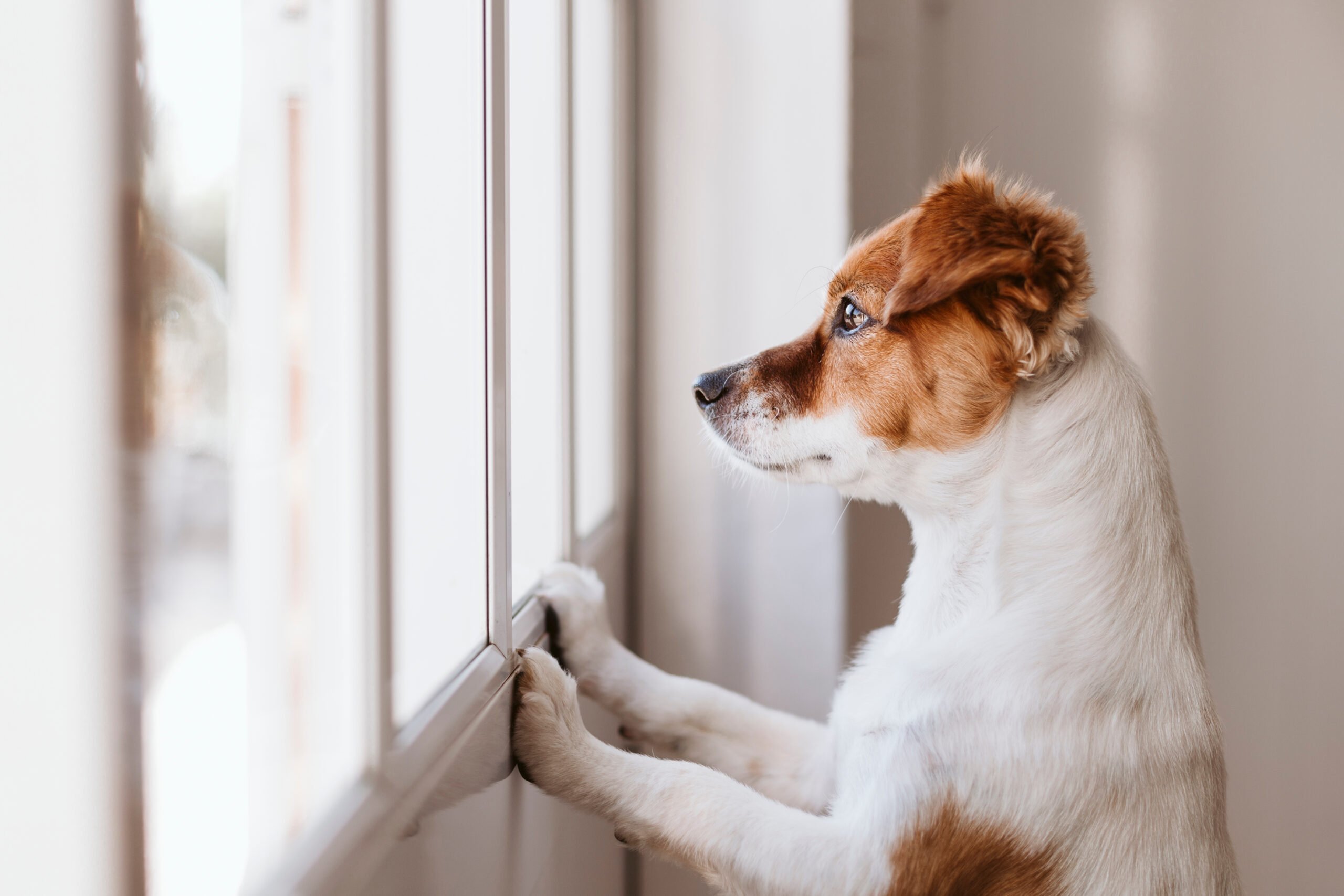 protecting your pet from poor air quality
