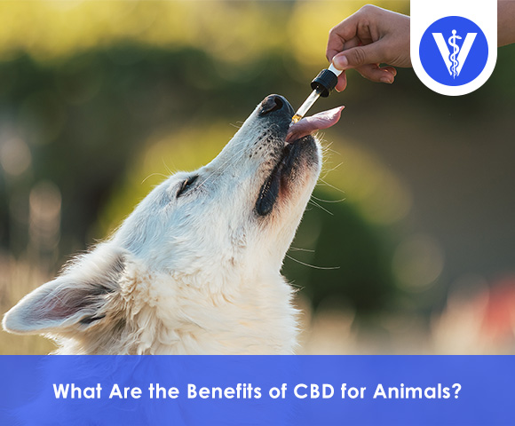 Benefits of CBD to Animals