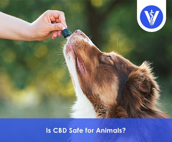 Is CBD safe for Animals?