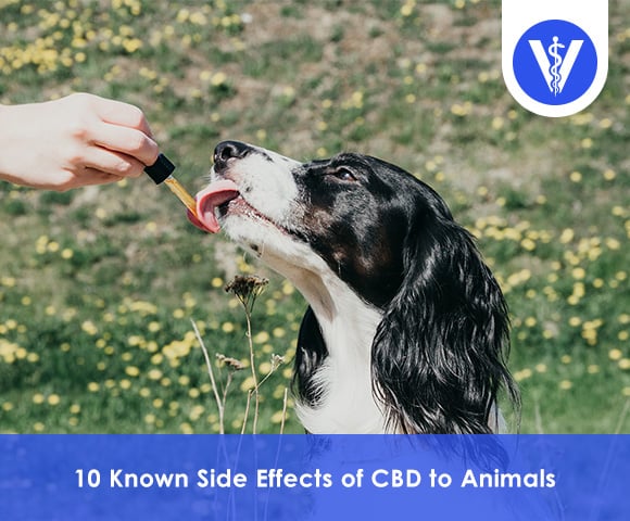 Side Effects of CBD to Animals