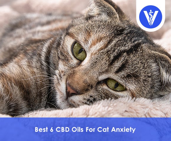 Best CBD Oils For Cat Anxiety