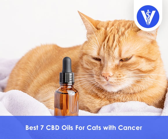 Best CBD Oils For Cats with Cancer