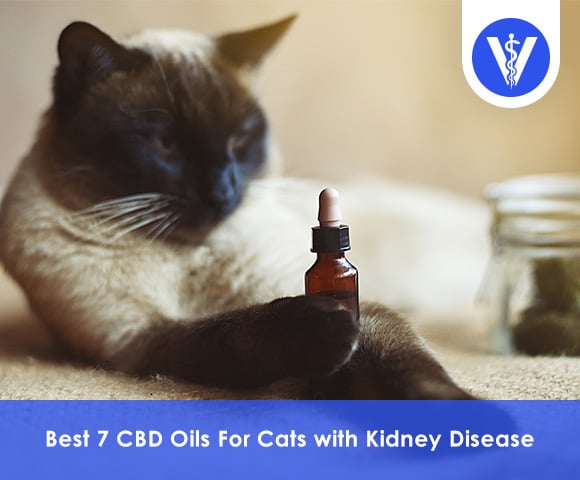 Best CBD Oils For Cats with Kidney Disease