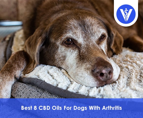 Best CBD Oils for Dogs with Arthiritis