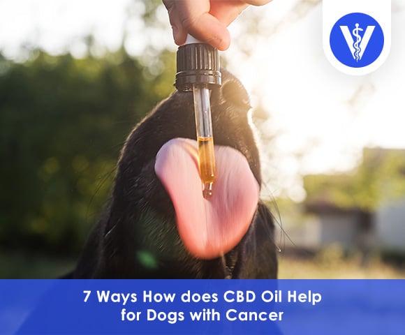How does CBD Oil Help for Dogs with Cancer