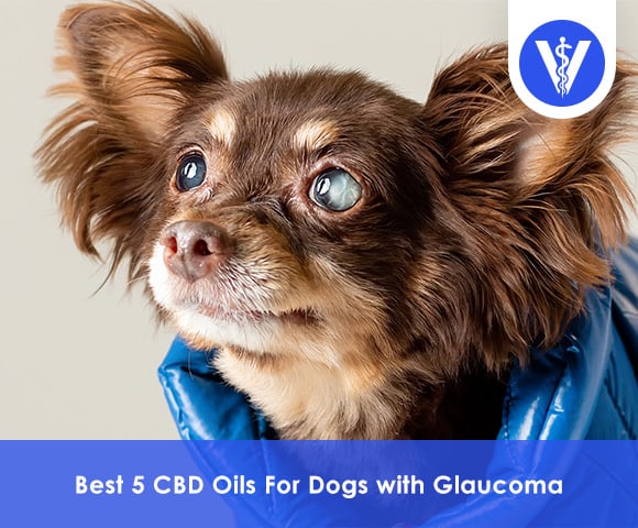 Best CBD Oils For Dogs with Glaucoma