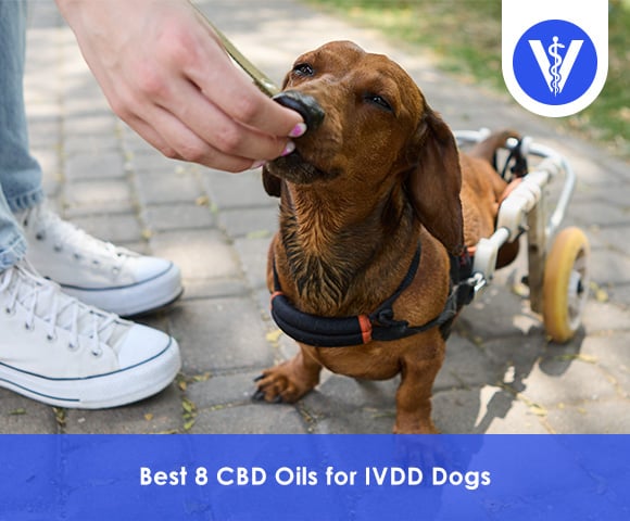 Best CBD Oil For IVDD Dogs