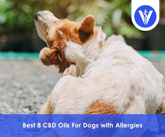 Best CBD Oils For Dogs with Allergies