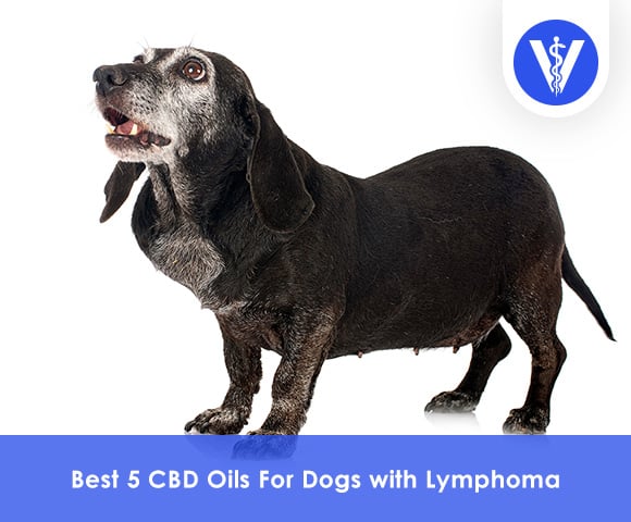 Best CBD Oils For Dogs with Lymphoma
