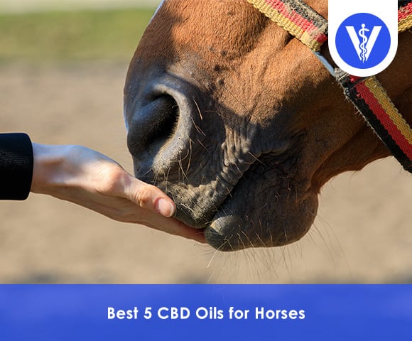 Best CBD Oil for Horses