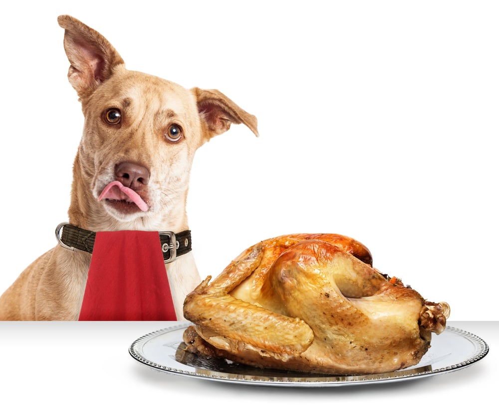 thanksgiving dog