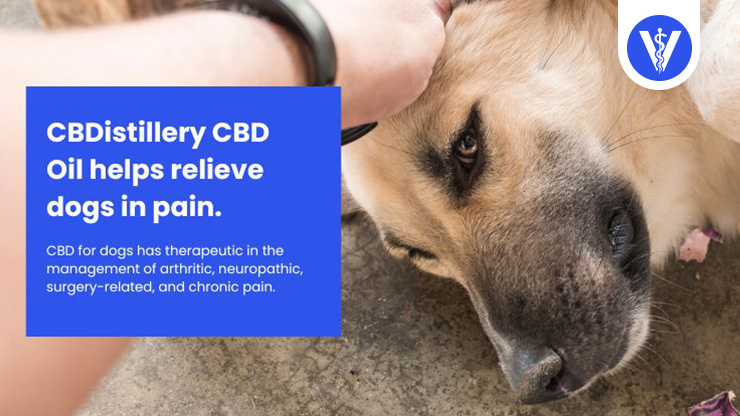 CBDistillery CBD Oil Dog in Pain