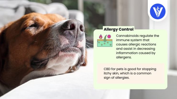 Cannanine CBD Benefits Allergy Control