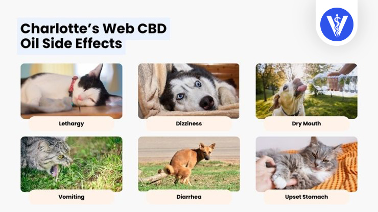 Charlotte’s Web CBD Side Effects
