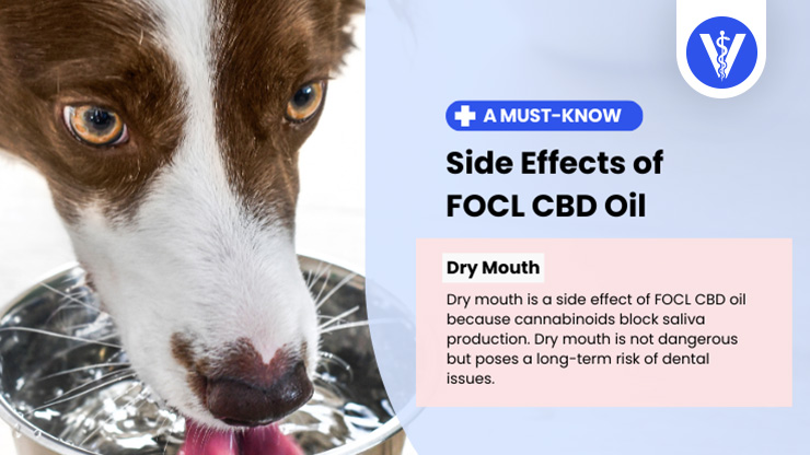 FOCL CBD Oil Side Effects Dry Mouth