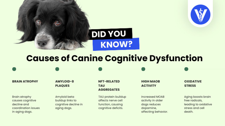 Canine Cognitive Disorder Causes