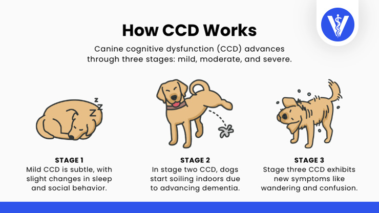 Canine Cognitive Disorder Stages
