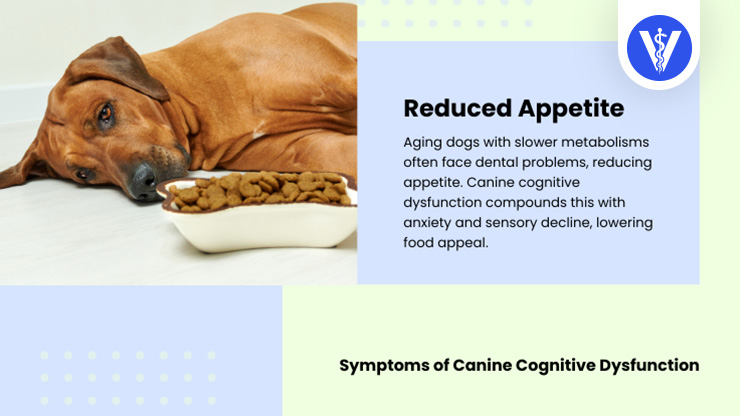 Canine Cognitive Disorder Symptoms Sleep Pattern