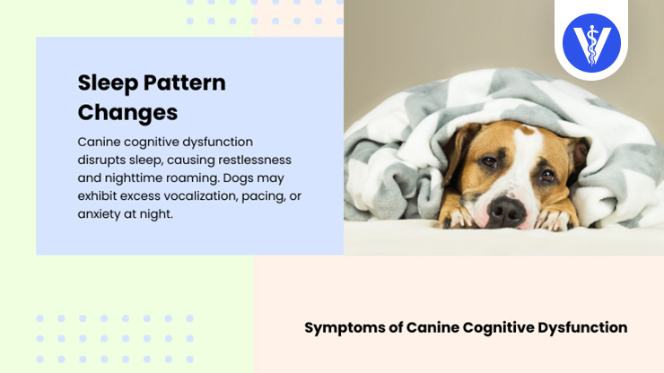 Canine Cognitive Disorder Symptoms Sleep Pattern