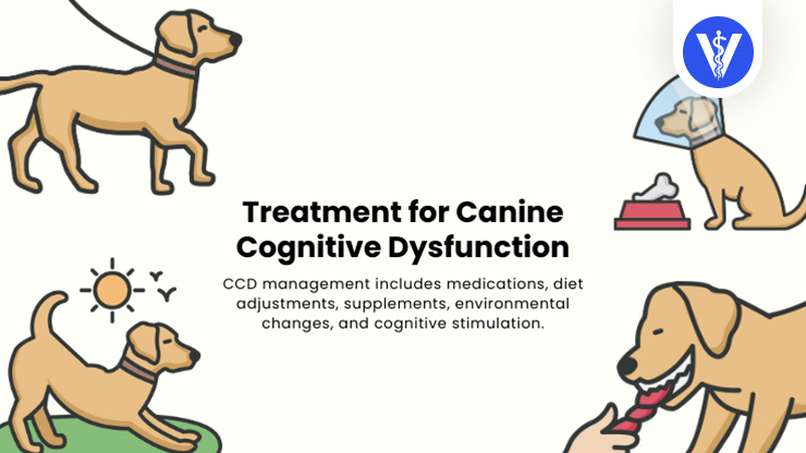 Canine Cognitive Disorder Treatment