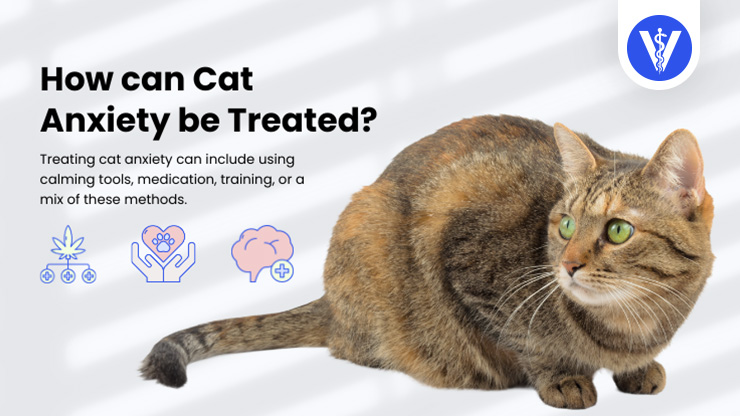Cat Anxiety Treatments