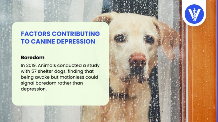 Depression in Dogs Causes Boredom