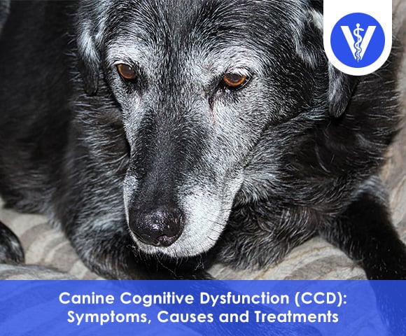 Canine Cognitive Disorder (CCD)