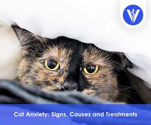 Cat Anxiety: Symptoms, Causes and Treatment