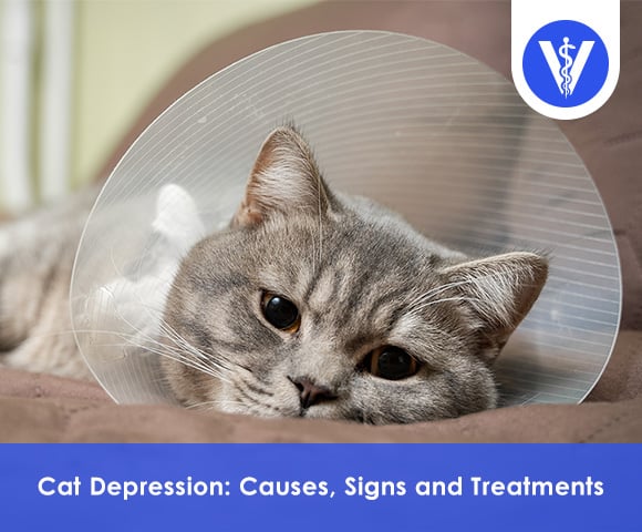 Cat Depression: How to Diagnose and Cure