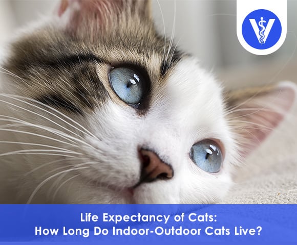 How long do indoor-outdoor cats live