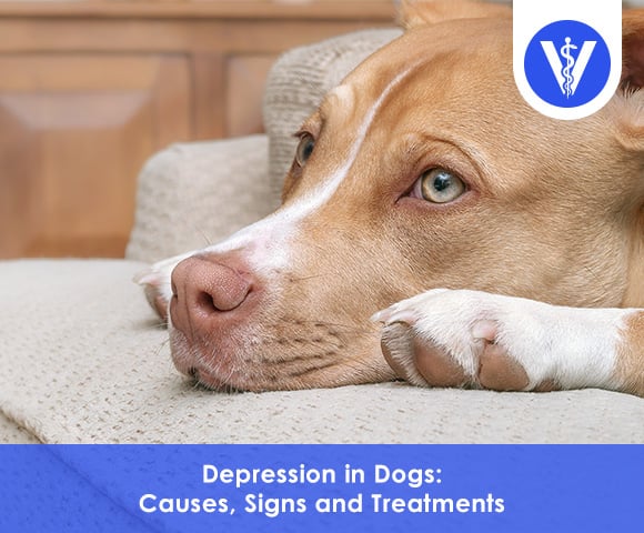 Depression in Dogs Symptoms Causes Treatments