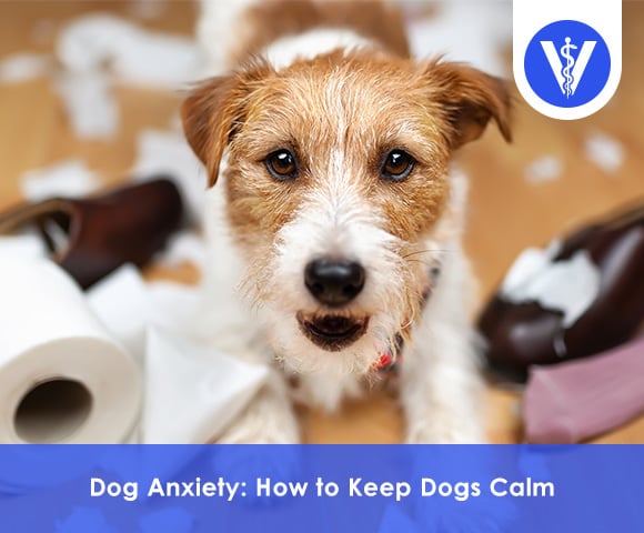 Dog Anxiety How to Keep Dogs Calm