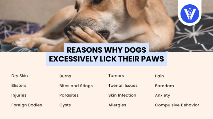 Causes of Dogs Licking Paws Excessively