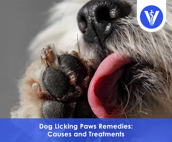 Dog licking paws remedies