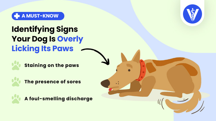 Dog Licking Paws Excessively