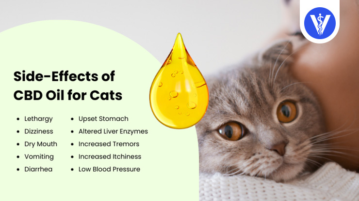 Side Effects of CBD Oil for Cats