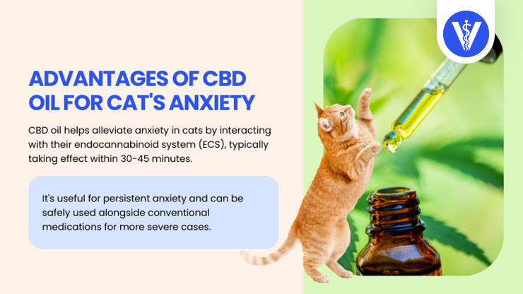 CBD Can Treat Cat Anxiety