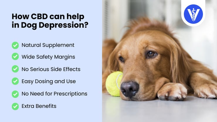 CBD Treats Depression in Dogs