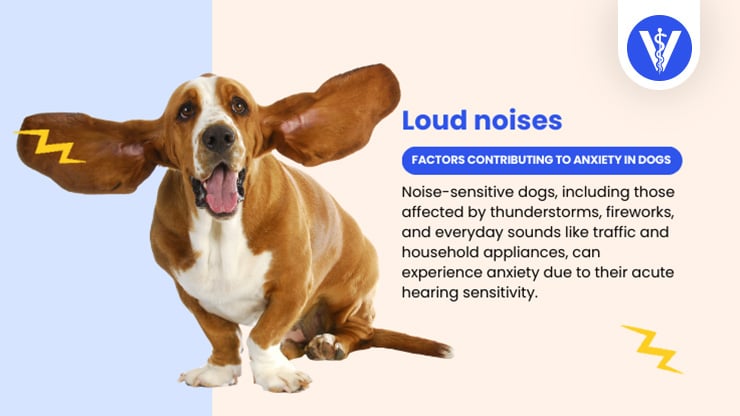 Dog Anxiety Causes Loud Noises
