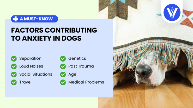 Dog Anxiety Causes