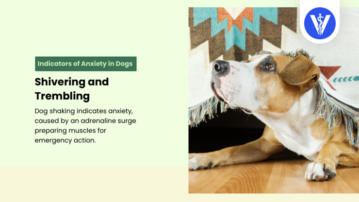 Dog Anxiety Signs Shivering