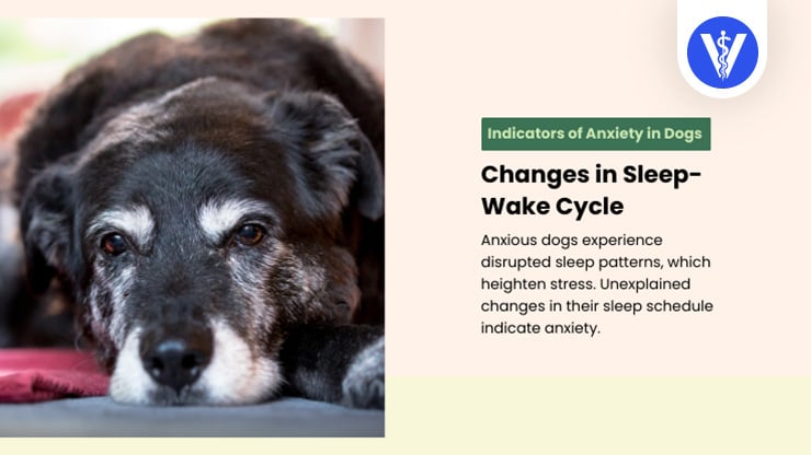 Dog Anxiety Signs Sleep Cycle