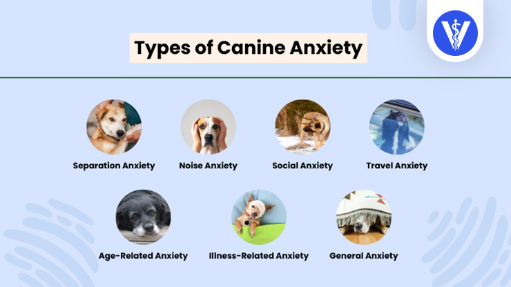Dog Anxiety Types